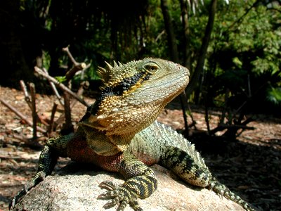 Author: Fritz Geller-Grimm. Source: Brisbane, Australia, 2002. Species: Physignathus lesueurii, Australian Water Dragon