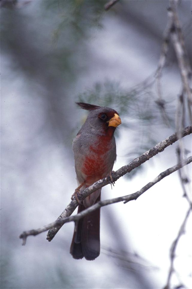 Cardinalis sinuatus by Kramer, Gary