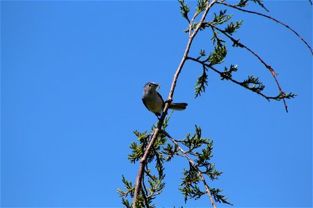 Photo by USFWS.