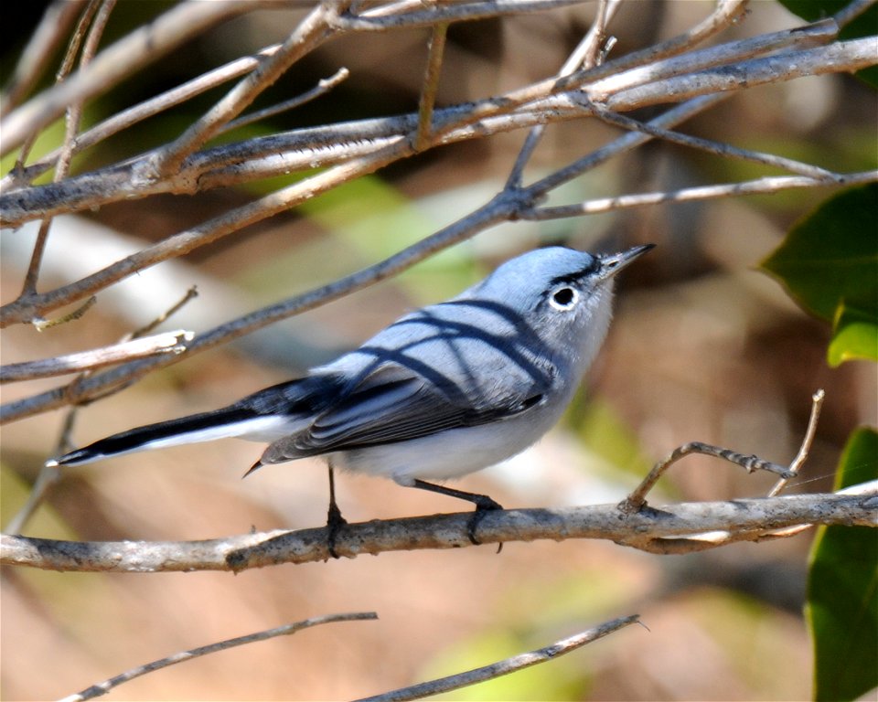 Male Blue-gray Gnatcatcher at Cape Romain National Wildlife Refuge in South Carolina.
www.fws.gov/caperomain/. Thank you to Dendroica cerulea for identifying this bird.

Photographer: Garry Tucker, US