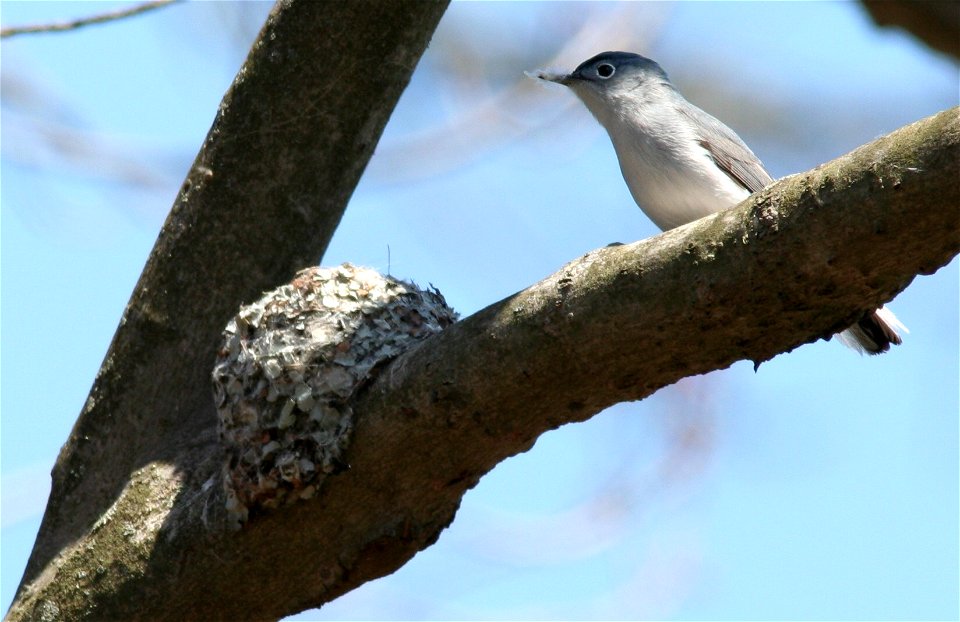 Blue-grey gnatcatcher at its nest, Great Swamp, NJ