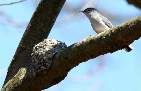 Blue-grey gnatcatcher at its nest, Great Swamp, NJ photo