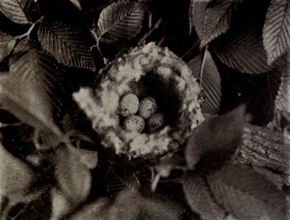 Original caption: "No. 27. Nest and four eggs of Blue-gray Gnatcatcher in elm tree."