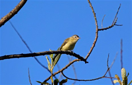 Warbling Vireo

You are free to use this image with the following photo credit: Peter Pearsall/U.S. Fish and Wildlife Service