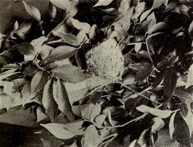 Original caption: "No. 28. Side view of nest of Blue-gray Gnatcatcher." photo