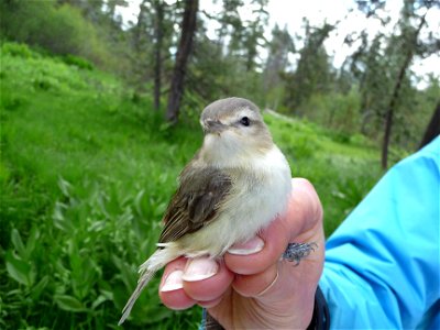 Warbling Vireo 1