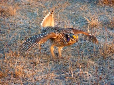 Groups of male sharp-tailed grouse choose a gathering place, called a lek, where they dance, strut and display their plumage to attract females.
Upper Souris National Wildlife Refuge, ND

Photo: Andy 
