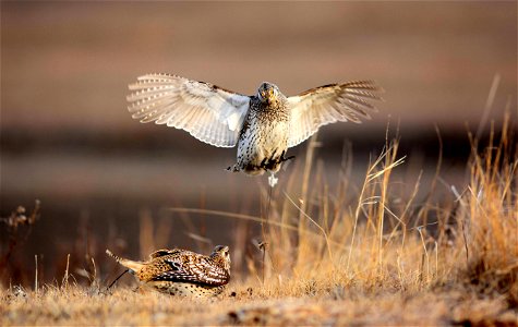 In the spring, sharp-tailed grouse form mating grounds, or leks, where they congregate to compete for territories and perform mating displays for visiting females. This crowded scene leads to fighting