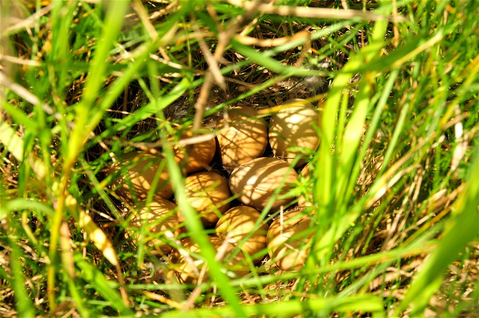 A sharp-tailed grouse nest in South Dakota prairie.  Photo Credit: Tom Koerner/USFWS