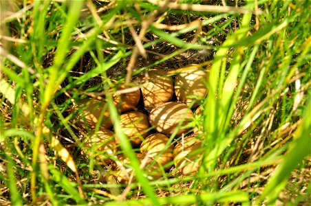 A sharp-tailed grouse nest in South Dakota prairie.  Photo Credit: Tom Koerner/USFWS