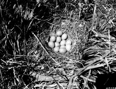 Photograph of Nest and Eggs of a Sharp-Tailed Grouse photo