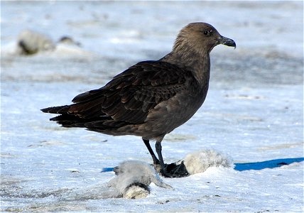 South Polar Skua feasting on a penguin carcass