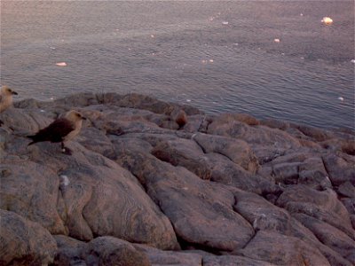 Famille de skuas. Photo prise à coté de la base française Dumont d'Urville en Antarctique.