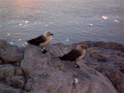 Famille de skuas. Photo prise à coté de la base française Dumont d'Urville en Antarctique.