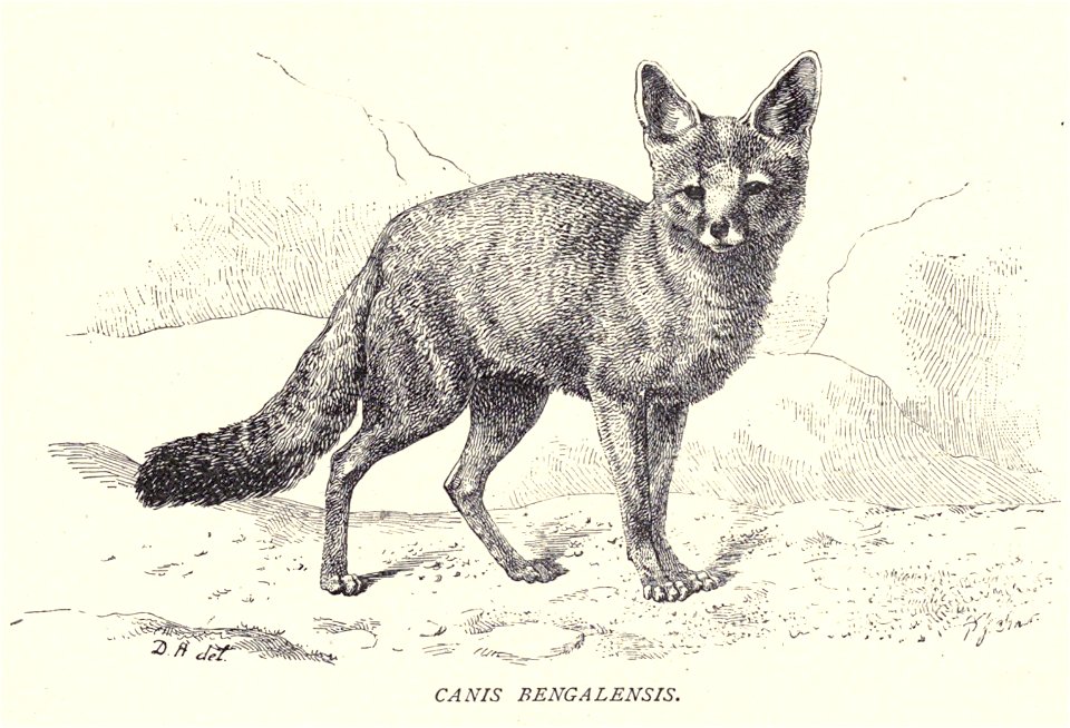 The Silver Grey Fox (Canis bengalensis)...7
