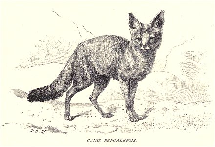 The Silver Grey Fox (Canis bengalensis)...7