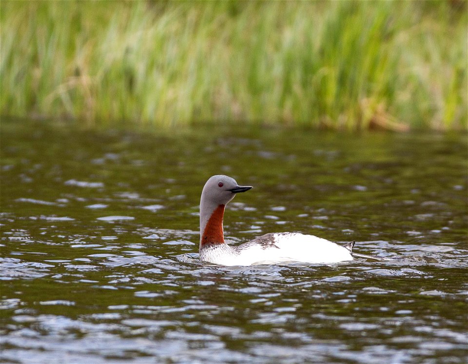 The Gulkana is one of the most popular sportfishing rivers in Alaska, providing rich habitat for rainbow trout, arctic grayling, king salmon, red salmon, whitefish, longnose suckers, and lamprey.  A p