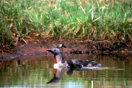 Gavia stellata with chick