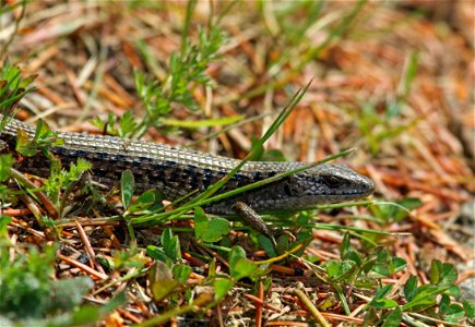 Northern Alligator Lizard (Elgaria coerulea)

You are free to use this image with the following photo credit: Peter Pearsall/U.S. Fish and Wildlife Service