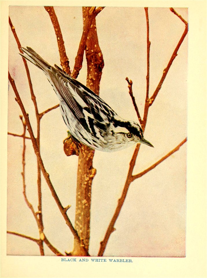 BLACK AND WHITE WARBLER.
