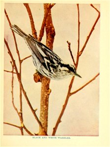 BLACK AND WHITE WARBLER. photo