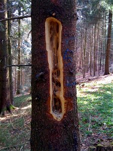 The work of a Woodpecker.