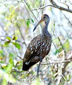 Limpkin 1 leg up, NPSphotos.jpg photo