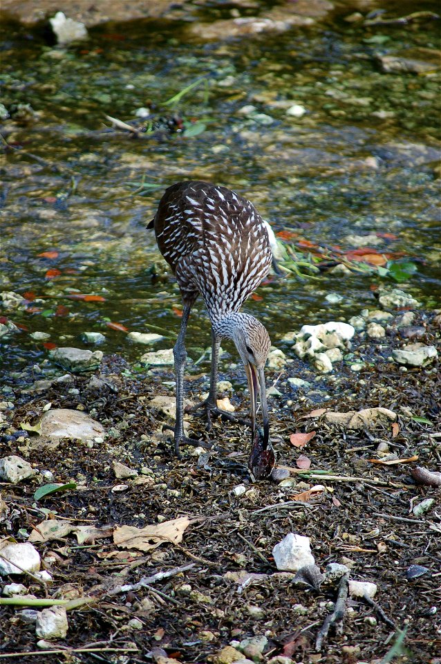 Limpkin by the water, NPSphotos.jpg