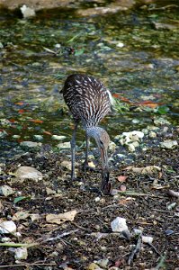 Limpkin by the water, NPSphotos.jpg photo