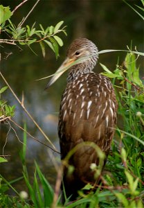 Limpkin sitting, NPSphotos.jpg photo