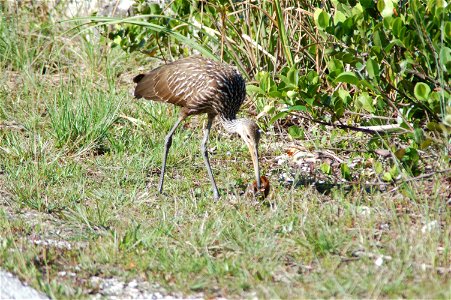 Limpkin, NPSphotos.jpg photo