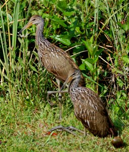 Limpkins, NPSPhoto.jpg