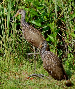 Limpkins, NPSPhoto.jpg photo