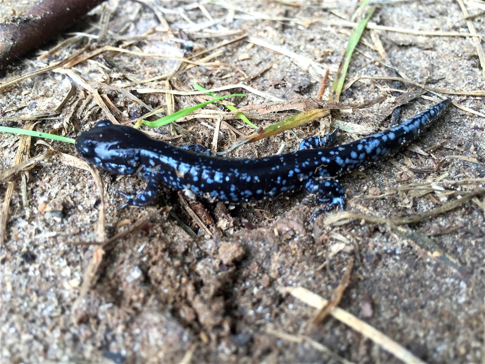 Blue-spotted salamander ((Ambystoma laterale) at Enzo Creek Nature Sanctuary