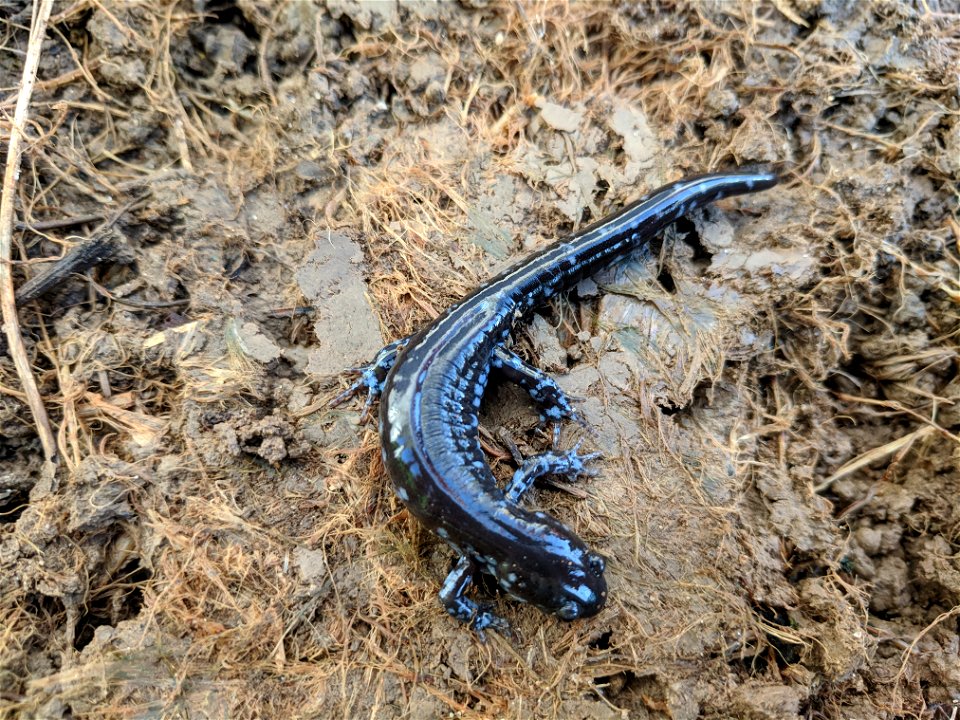 View of a blue-spotted  salamander (Ambystoma laterale) from above