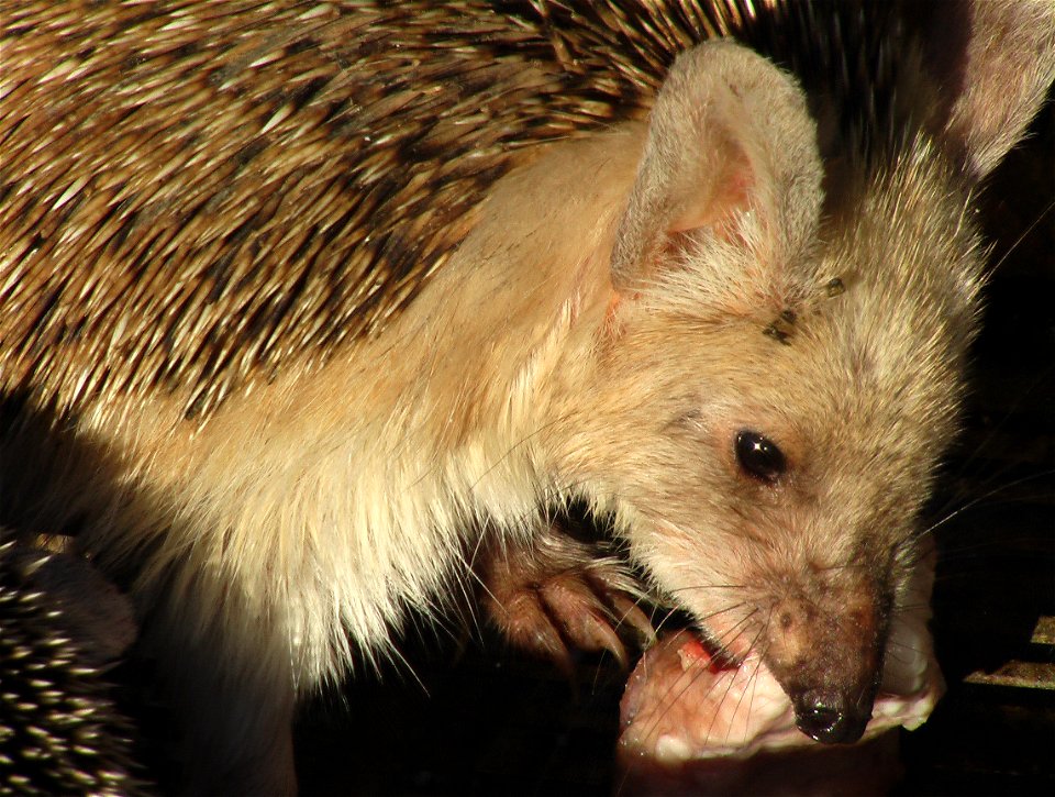 Long-eared hedgehog eating camel fat