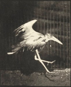 Adjutant flying run
Adjutant flying run. This is plate 775, captioned "Adjutant, flying run".; CITE AS "Eadweard Muybridge. Animal locomotion: an electro-photographic investigation of consecutive phas