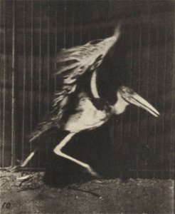 Adjutant flying run
Adjutant flying run. This is plate 775, captioned "Adjutant, flying run".; CITE AS "Eadweard Muybridge. Animal locomotion: an electro-photographic investigation of consecutive phas