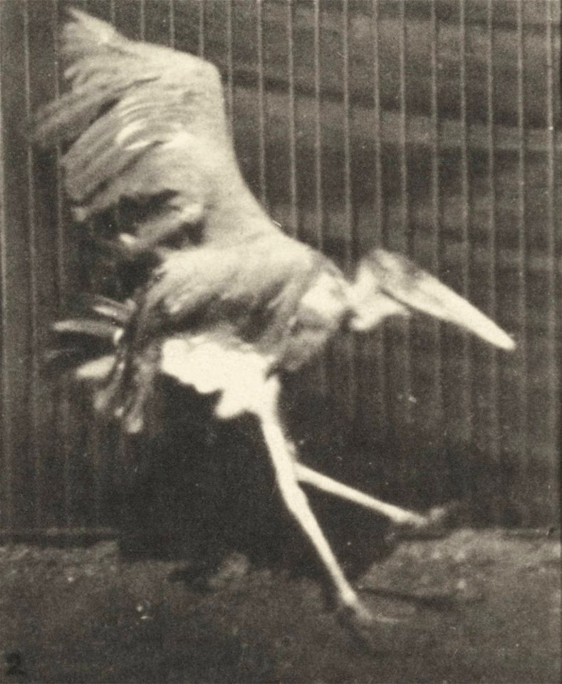 Adjutant flying run
Adjutant flying run. This is plate 775, captioned "Adjutant, flying run".; CITE AS "Eadweard Muybridge. Animal locomotion: an electro-photographic investigation of consecutive phas