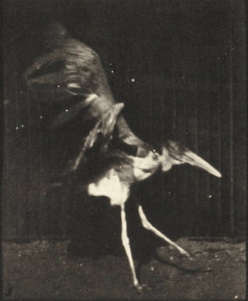 Adjutant flying run
Adjutant flying run. This is plate 775, captioned "Adjutant, flying run".; CITE AS "Eadweard Muybridge. Animal locomotion: an electro-photographic investigation of consecutive phas