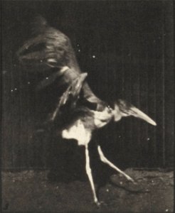 Adjutant flying run
Adjutant flying run. This is plate 775, captioned "Adjutant, flying run".; CITE AS "Eadweard Muybridge. Animal locomotion: an electro-photographic investigation of consecutive phas