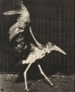 Adjutant flying run
Adjutant flying run. This is plate 775, captioned "Adjutant, flying run".; CITE AS "Eadweard Muybridge. Animal locomotion: an electro-photographic investigation of consecutive phas