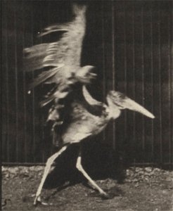Adjutant flying run
Adjutant flying run. This is plate 775, captioned "Adjutant, flying run".; CITE AS "Eadweard Muybridge. Animal locomotion: an electro-photographic investigation of consecutive phas