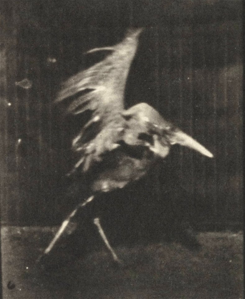 Adjutant flying run
Adjutant flying run. This is plate 775, captioned "Adjutant, flying run".; CITE AS "Eadweard Muybridge. Animal locomotion: an electro-photographic investigation of consecutive phas