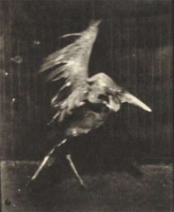 Adjutant flying run
Adjutant flying run. This is plate 775, captioned "Adjutant, flying run".; CITE AS "Eadweard Muybridge. Animal locomotion: an electro-photographic investigation of consecutive phas