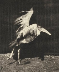 Adjutant flying run
Adjutant flying run. This is plate 775, captioned "Adjutant, flying run".; CITE AS "Eadweard Muybridge. Animal locomotion: an electro-photographic investigation of consecutive phas