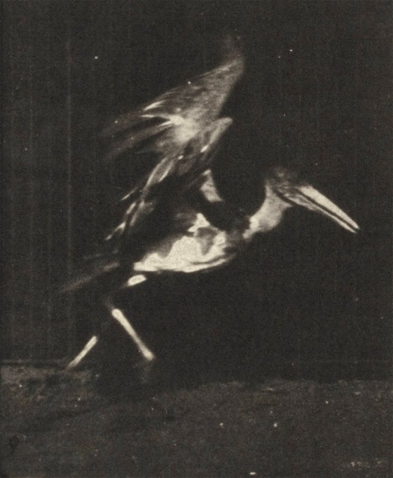 Adjutant flying run
Adjutant flying run. This is plate 775, captioned "Adjutant, flying run".; CITE AS "Eadweard Muybridge. Animal locomotion: an electro-photographic investigation of consecutive phas