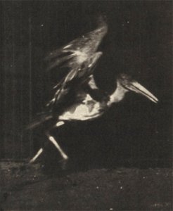 Adjutant flying run
Adjutant flying run. This is plate 775, captioned "Adjutant, flying run".; CITE AS "Eadweard Muybridge. Animal locomotion: an electro-photographic investigation of consecutive phas