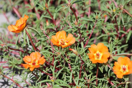 Flowers flower bed flora photo