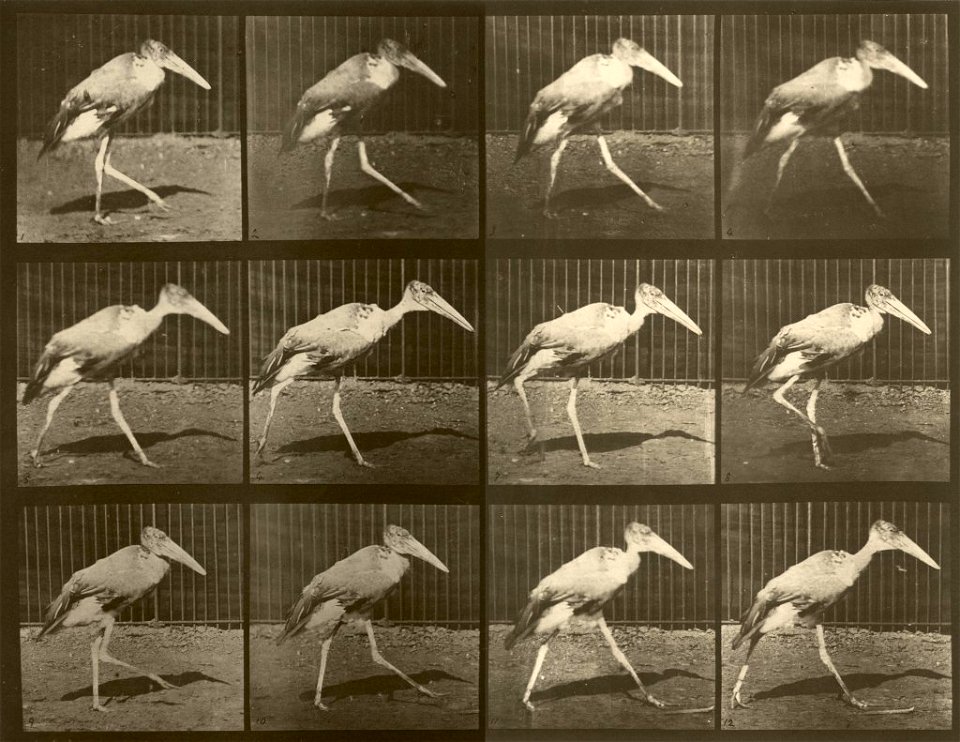 Gait of Leptoptilos dubius - photographic study by Eadweard Muybridge
